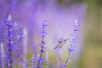 紫色花瓣旁鸟的特写照片